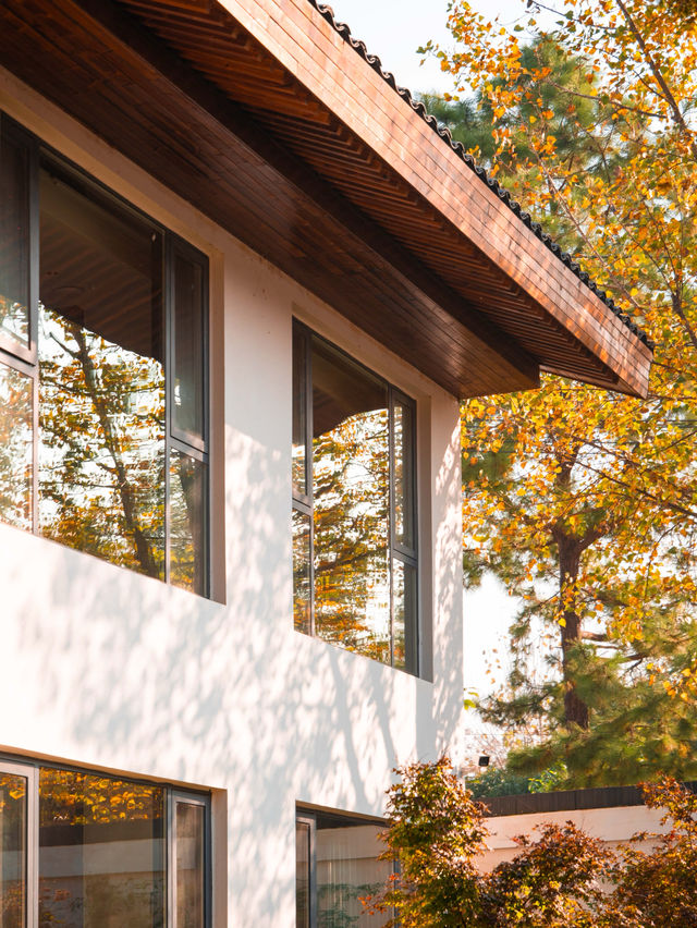 鄭州周邊秋日私藏線!賞千年銀杏,看紅葉漫山 鄭州周邊秋日私藏線!賞千年銀杏,看紅葉漫山