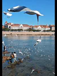 青島|人人喜愛的海鷗又回來啦餵海鷗真好玩