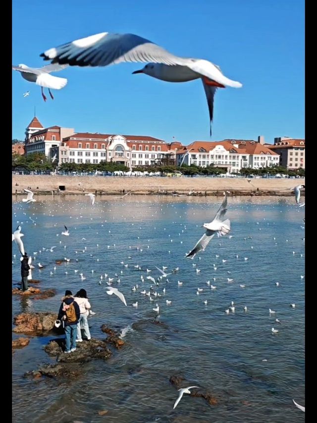 青島|人人喜愛的海鷗又回來啦餵海鷗真好玩