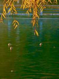 赴一場萬柳塘公園的秋日之約