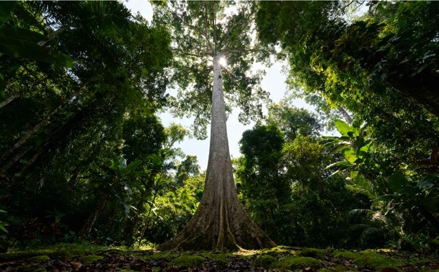 尋訪綠色明珠植物園 尋訪綠色明珠植物園