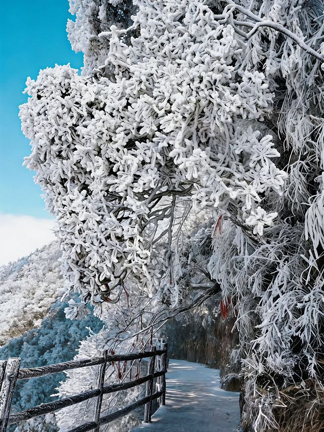 【莽山冬季仙境｜2天1夜霧淞溫泉全攻略！