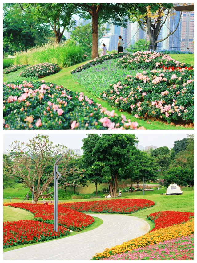 深圳地鐵直達的彩虹花海!這個公園太寶藏 深圳地鐵直達的彩虹花海!這個公園太寶藏
