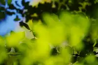 劍川桑嶺村|百年古木林美成了打翻的調色盤