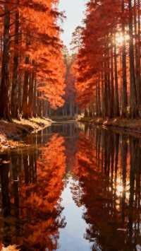 蘇州虎丘濕地公園，免費看紅杉