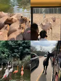 龍之夢2天1夜親子遊,帶娃住進動物世界!