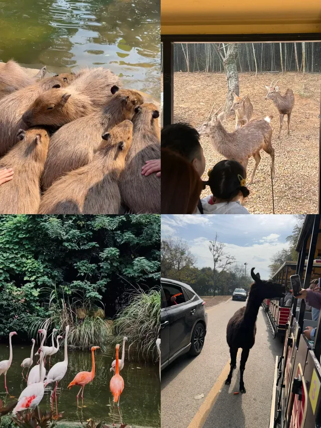 龍之夢2天1夜親子遊,帶娃住進動物世界! 龍之夢2天1夜親子遊,帶娃住進動物世界!