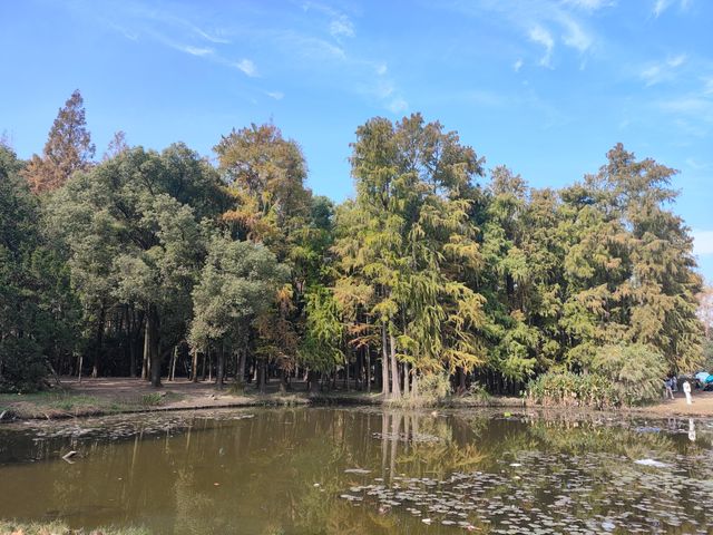 上海共青森林公園|秋日限定浪漫被我發現了 上海共青森林公園|秋日限定浪漫被我發現了