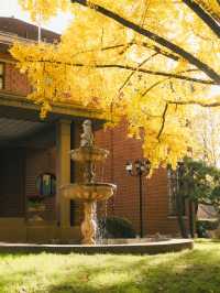 清晨8點,我拍到了樹的呼吸聲!