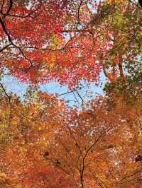 12.6棲霞山實況！！！南京的秋天瘋狂了！！！