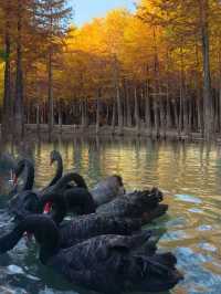 杭州1h直達!寧國方塘落羽杉林小眾賞秋全攻略