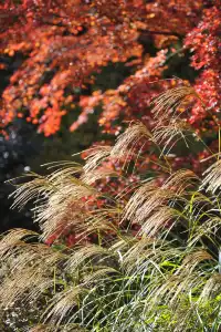 名古屋紅葉 東山植物園2025.11.27