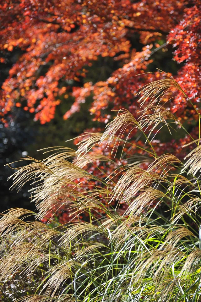 名古屋紅葉 東山植物園2025.11.27 名古屋紅葉 東山植物園2025.11.27