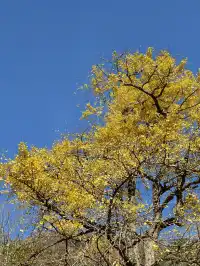 今日實況,指南村的楓葉紅了