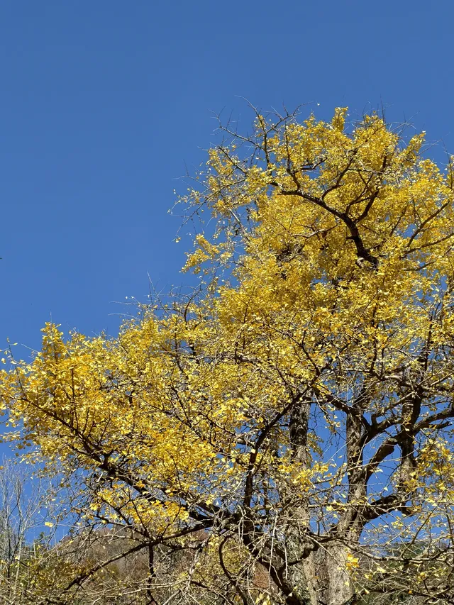 今日實況,指南村的楓葉紅了 今日實況,指南村的楓葉紅了