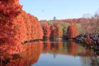 南京秋色天花板在這