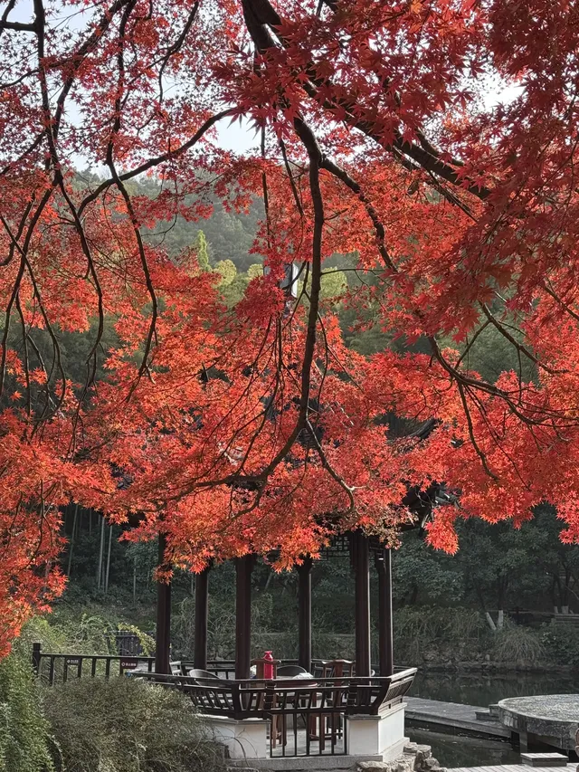 在家門口的中式園林 拍到了秋日氛圍大片 在家門口的中式園林 拍到了秋日氛圍大片