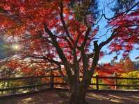 莫干山紅葉美到極致