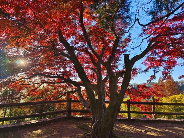莫干山紅葉美到極致