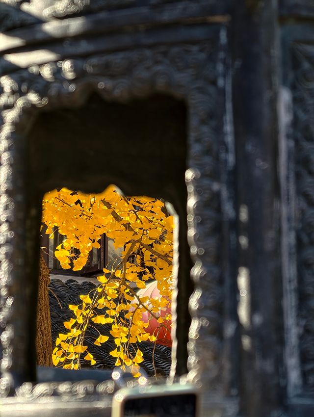 魔都初冬限定龍華寺銀杏太絕了! 魔都初冬限定龍華寺銀杏太絕了!