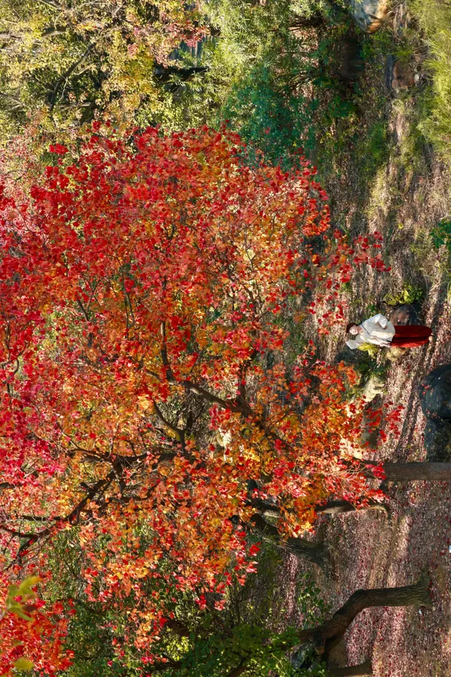 柳州 | 深秋的烏桕樹是白天裡綻放的煙火