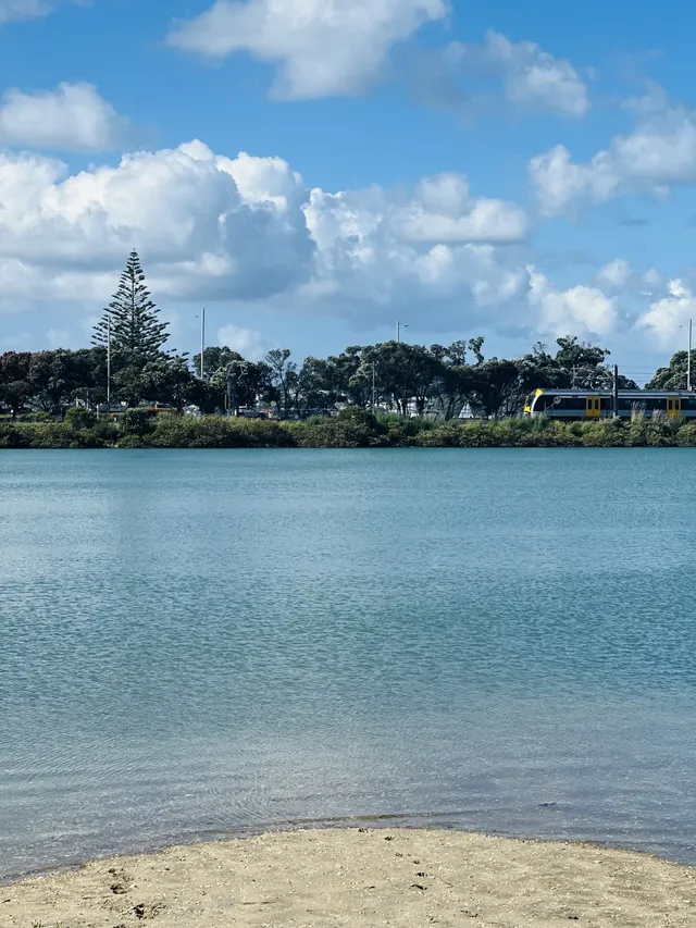 奧克蘭季節限定紫色藍花楹