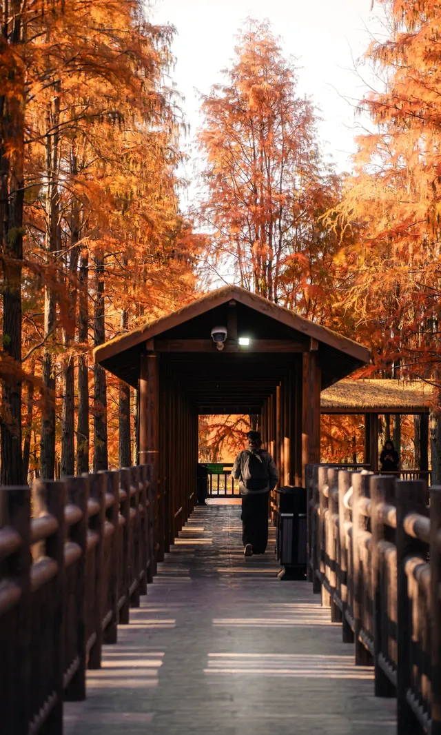 上海這裡的水杉林已到最佳觀賞期