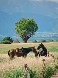 🏔️ 玉龍雪山腳下絕美🏔免費拍照打卡的牧場!