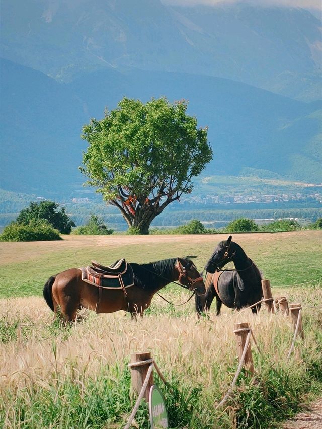 🏔️ 玉龍雪山腳下絕美🏔免費拍照打卡的牧場! 🏔️ 玉龍雪山腳下絕美🏔免費拍照打卡的牧場!