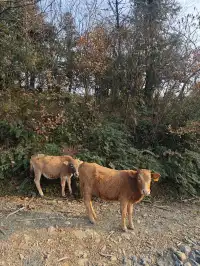 重慶周邊小眾徒步路線