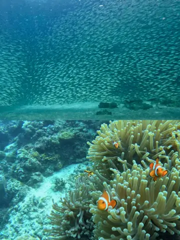 Cebu Bohol 5-Day Pure Leisure Tour! Whale Sharks and Dolphins All in One!