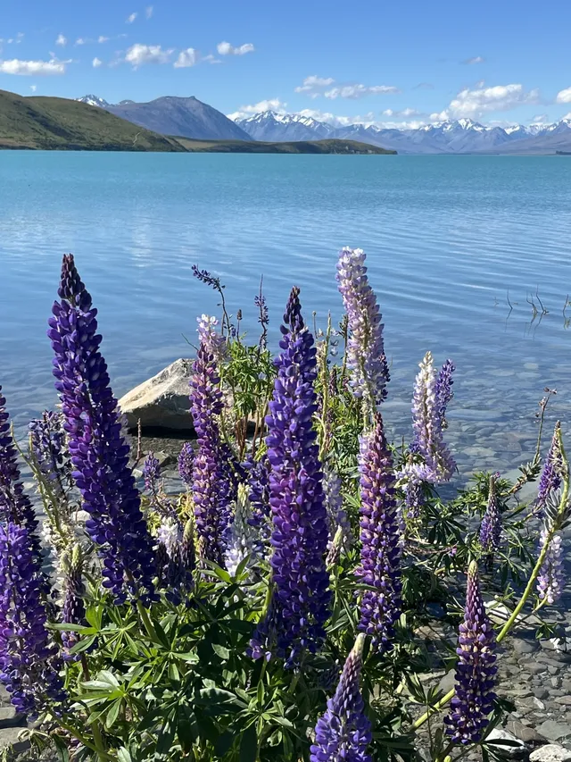 新西蘭 Tekapo