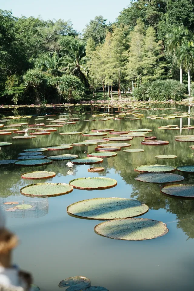 中科院植物園拍照YYDS 中科院植物園拍照YYDS