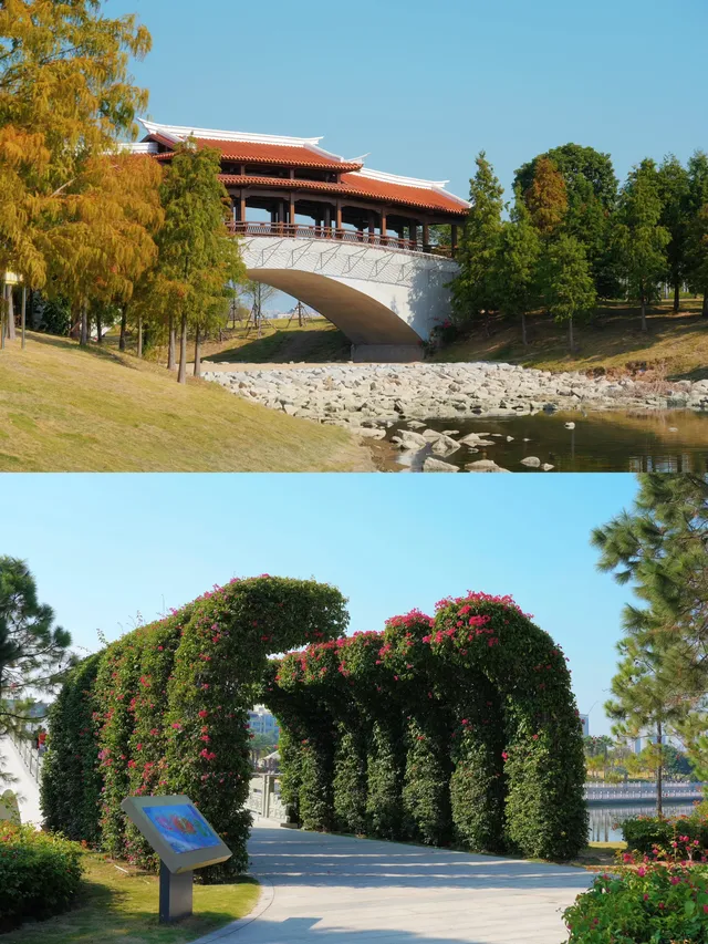 在廈門馬銮灣一起走三角梅花路啦! 在廈門馬銮灣一起走三角梅花路啦!