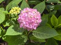 五月必刷南京繡球公園花開成海 美到犯規