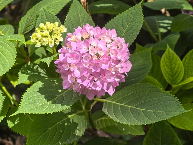 五月必刷南京繡球公園花開成海 美到犯規 五月必刷南京繡球公園花開成海 美到犯規