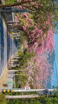 廈門芳都異木棉 + 錦江住宿攻略，粉色浪漫與舒適旅居指南🩷