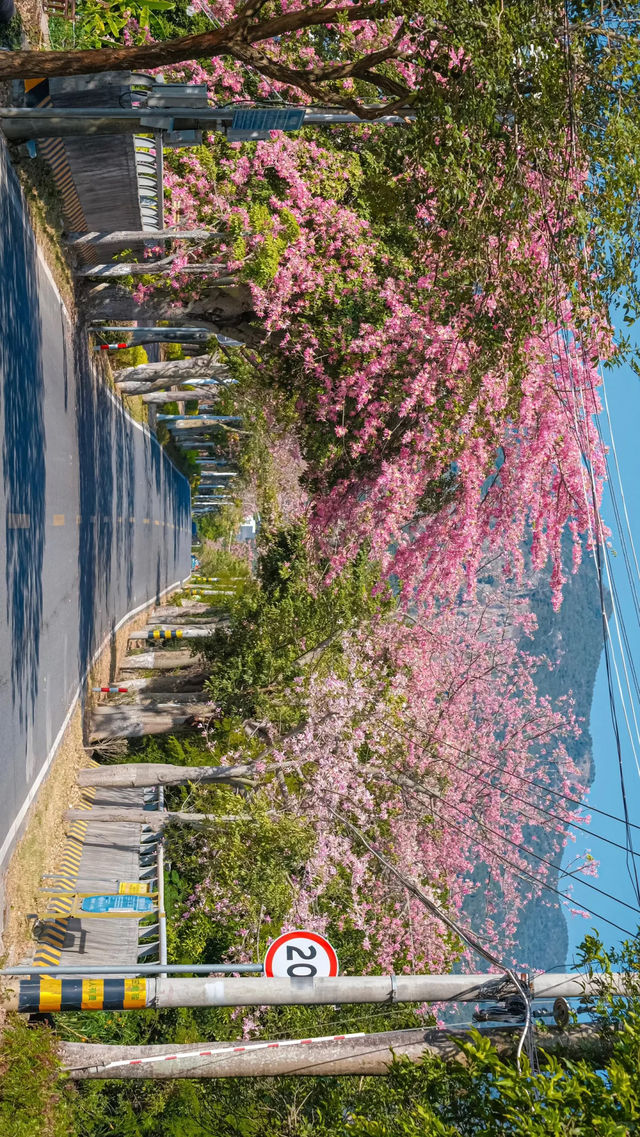 廈門芳都異木棉 + 錦江住宿攻略，粉色浪漫與舒適旅居指南🩷