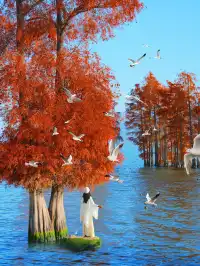 18圖告訴你,現在的大理水杉季究竟有多美……