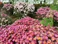 2025深圳大鵬菊花展