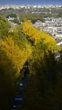 大理古城玉洱路拍銀杏注意這個時間段!