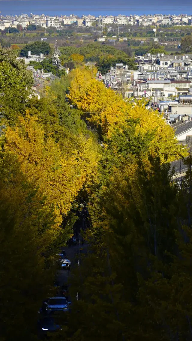 大理古城玉洱路拍銀杏注意這個時間段! 大理古城玉洱路拍銀杏注意這個時間段!