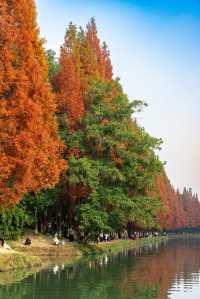 成都昇仙湖公園|晨霧下的水杉林是那麼的夢幻