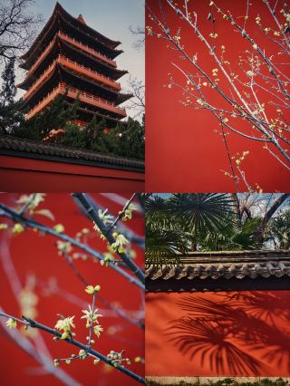 허페이에서 저는 이 주홍빛 벽과 나무들의 "인동덩굴빛 빛과 그림자"를 통해 깊은 치유를 받았습니다.