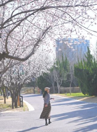 開封春の花見マップ、見逃すとまた一年待ち