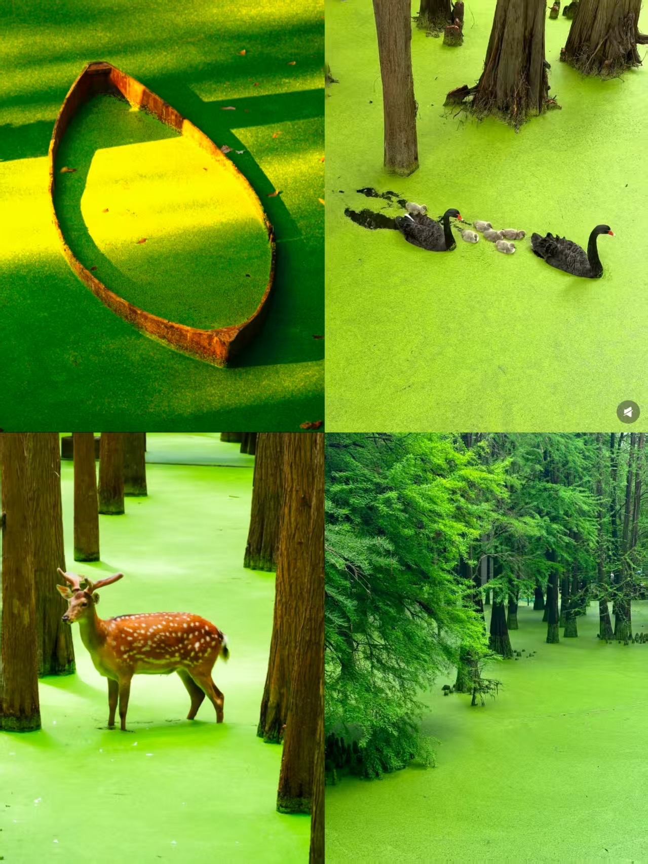 📍Basic Travel Info
Accessible by walking from Babalili Station on Metro Line 16
Drive and navigate to Liuzhuang Post Station, parking is 5 RMB/hour, daily cap at 30 RMB
⏰Open: 8:00 AM - 5:00 PM, last entry at 4:30 PM
🎫Tickets: Lakeside greenway is free, water forest boardwalk 40 RMB, half price for students

🌿Must-Visit Highlights
▫️Water Forest Wooden Boardwalk
A whole area of water cypress trees in the water, the lake surface covered with duckweed, naturally giving a matcha filter effect. Photos taken in the early morning or late afternoon light are stunning. Black swans often swim through the forest.
▫️42km Gentle Lakeside Greenway
Bike rental 30 RMB/2 hours, the best 8km section connects reed beds, flower seas, and viewing platforms, stroller-friendly.
▫️Sacred Crane Pier Large Lawn
Free for picnics and setting up canopies, the sunset at Orange Lake in the evening creates a perfect atmosphere.
▫️Kayaking Through the Cypress Forest
Single kayak 120 RMB/hour, get up close and personal with the water forest, a unique way to explore.

🍃Local Food
At the pier farmhouse restaurant, be sure to try Lin’an bamboo shoot stew and Qingshan Lake fish head tofu, fresh and not greasy.

🚶One-Day Itinerary
Photo shoot on the water forest boardwalk → Kayak through the forest → Farmhouse lunch → Lakeside cycling → Lawn waiting for sunset

💡Useful Tips

1. There are many mosquitoes by the lake, be sure to bring mosquito repellent

2. Boats only tour the outer lake; you don’t need a boat to see the water forest

3. Light-colored long dresses match perfectly with the matcha lake vibe

4. Best to visit in spring and summer for cooling, or in late autumn for the red cypress—these two seasons offer the best experience