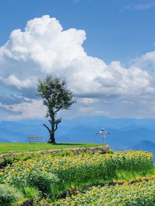縉雲大祐雲天親測：600米高山上，藏著一整座宮崎駿的夏天