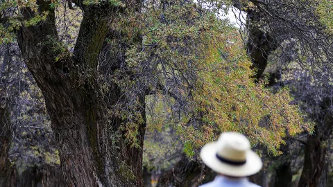 티베트 자가운전|천년의 사극림 수묵화, 깜짝 놀랐어요! — traveler post in 춰메이