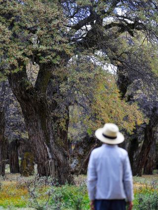 Tibet self-drive｜A millennium-old sea buckthorn forest like an ink painting, truly surprising!