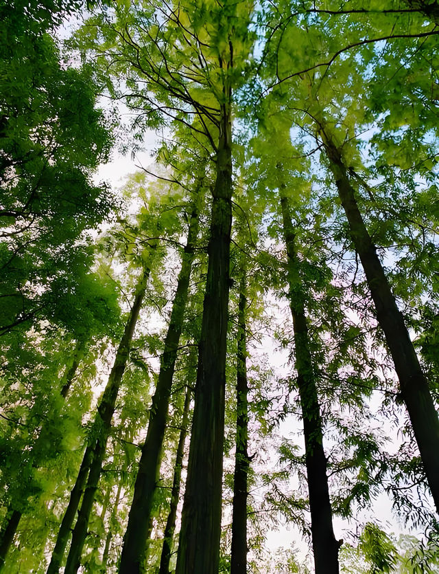 《一池慕白存雅韻 雲間古園醉千年》